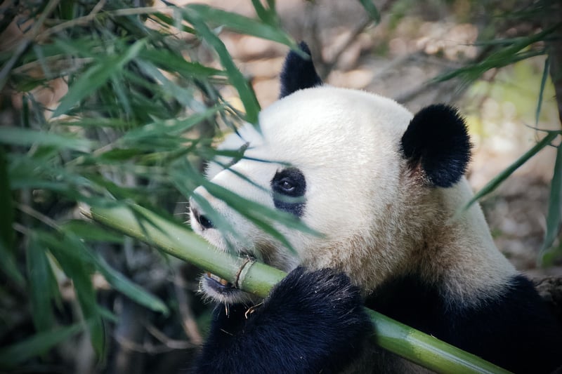 Bamboo Wall Art