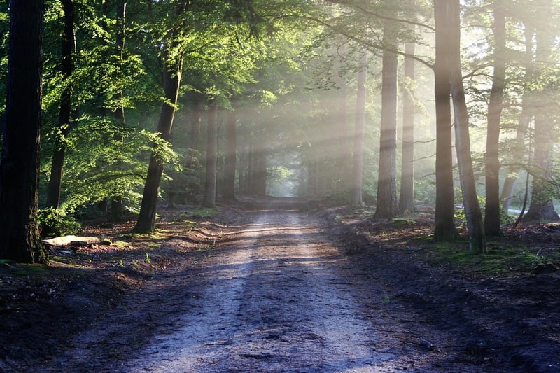 Sustainable Forest